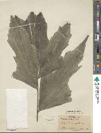 Caryota mitis image