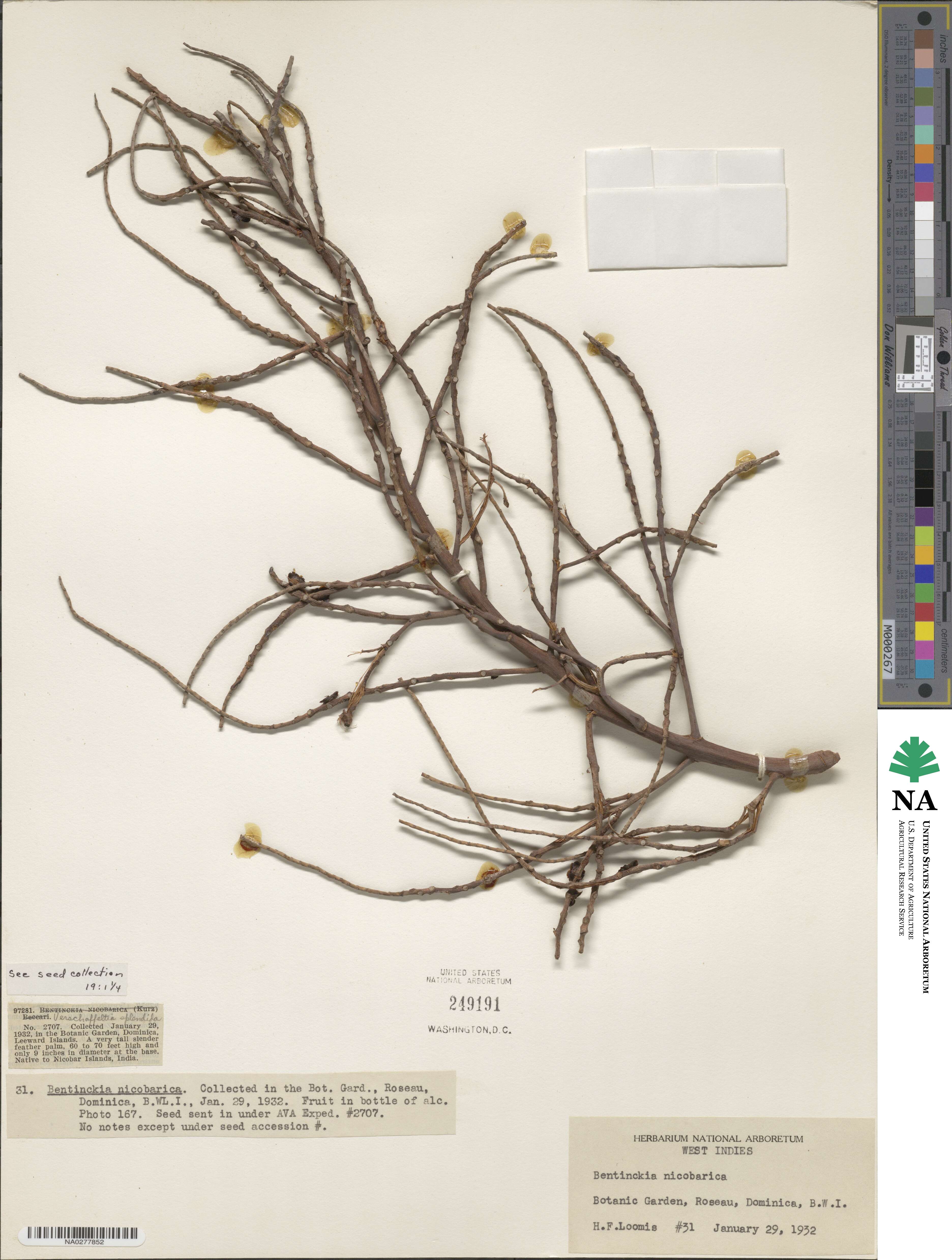Bentinckia image