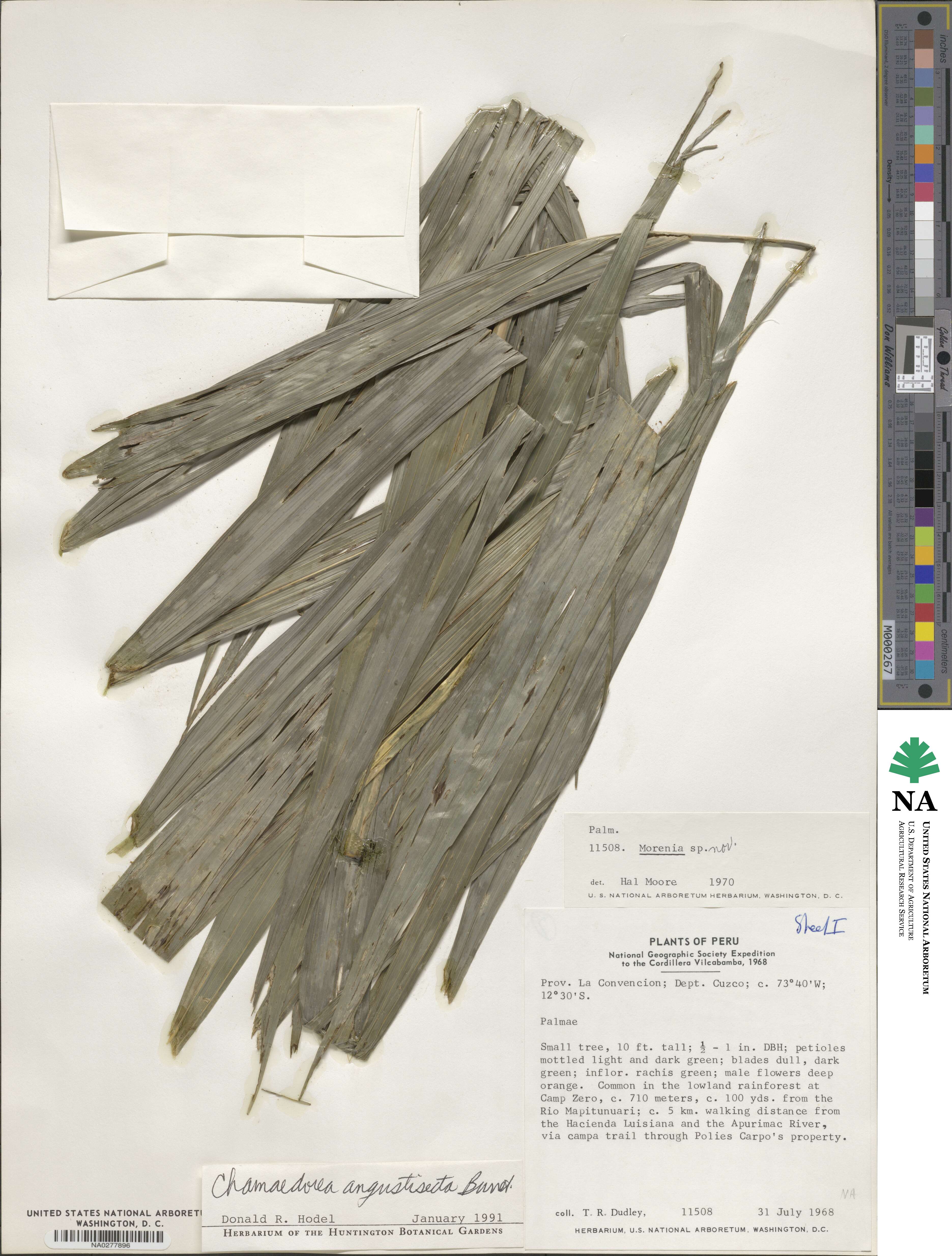 Chamaedorea angustisecta image