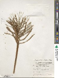 Chamaedorea elegans image