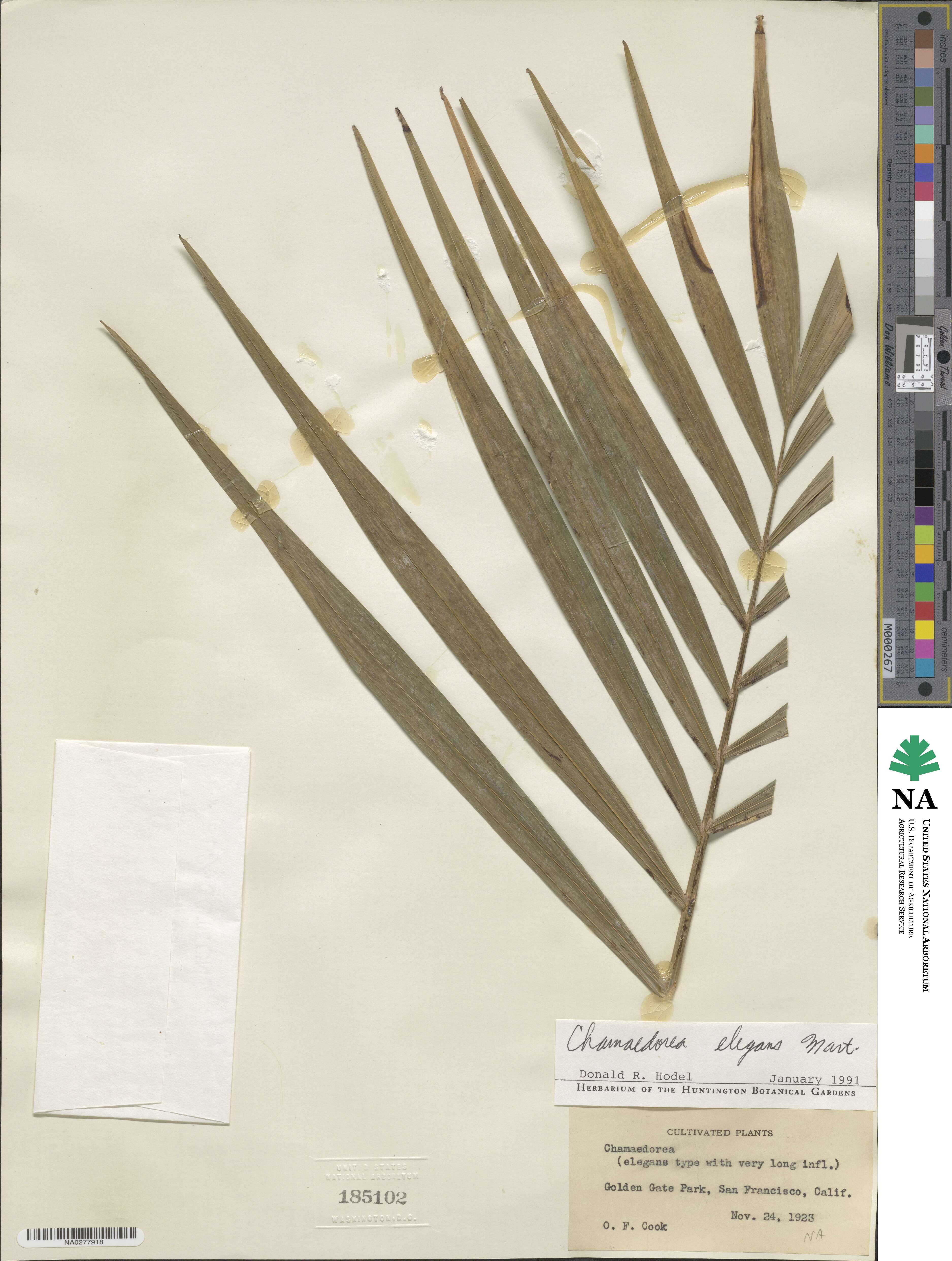 Chamaedorea elegans image