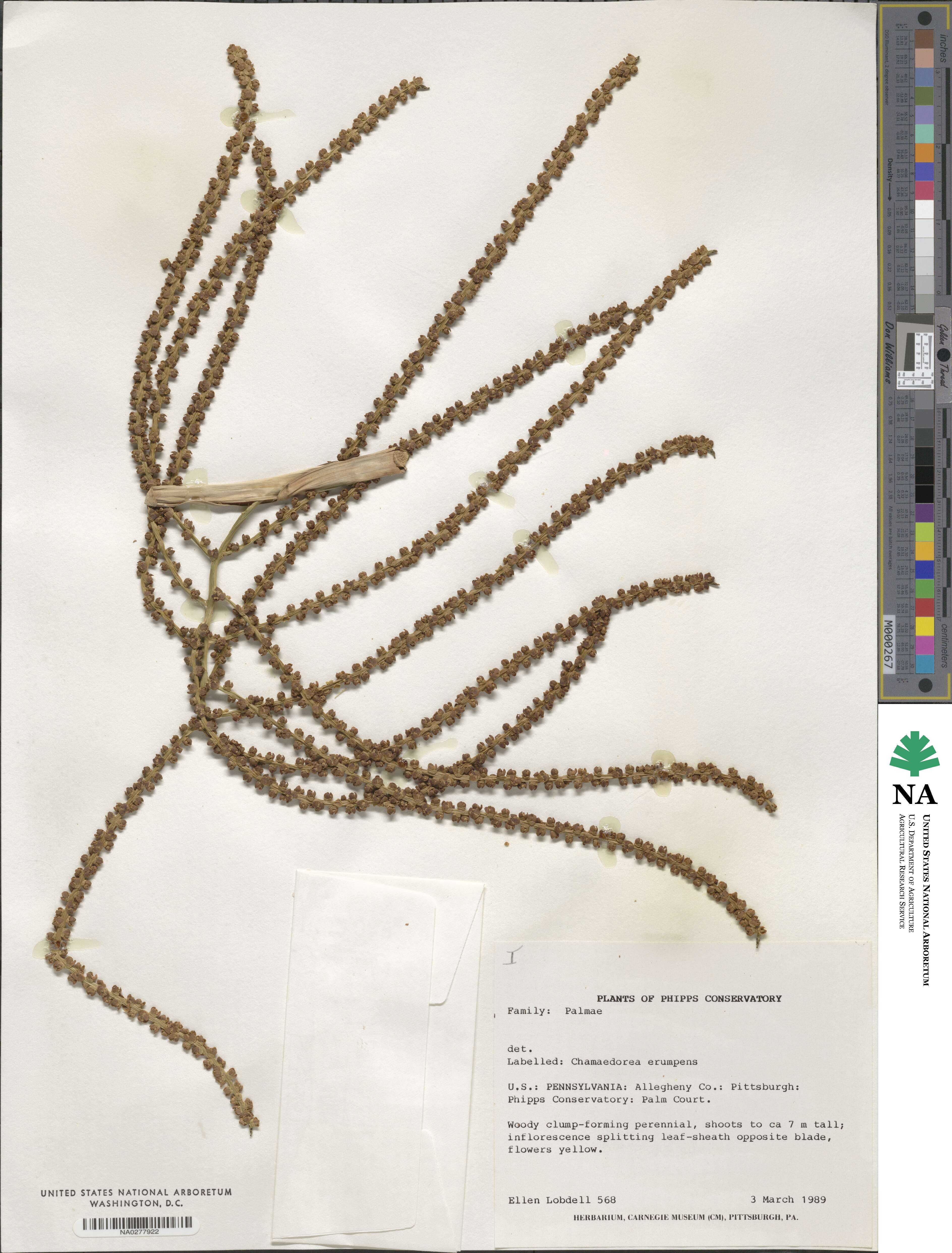 Chamaedorea seifrizii image