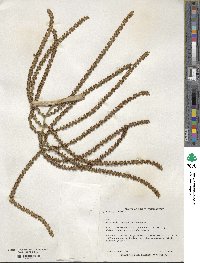 Chamaedorea seifrizii image