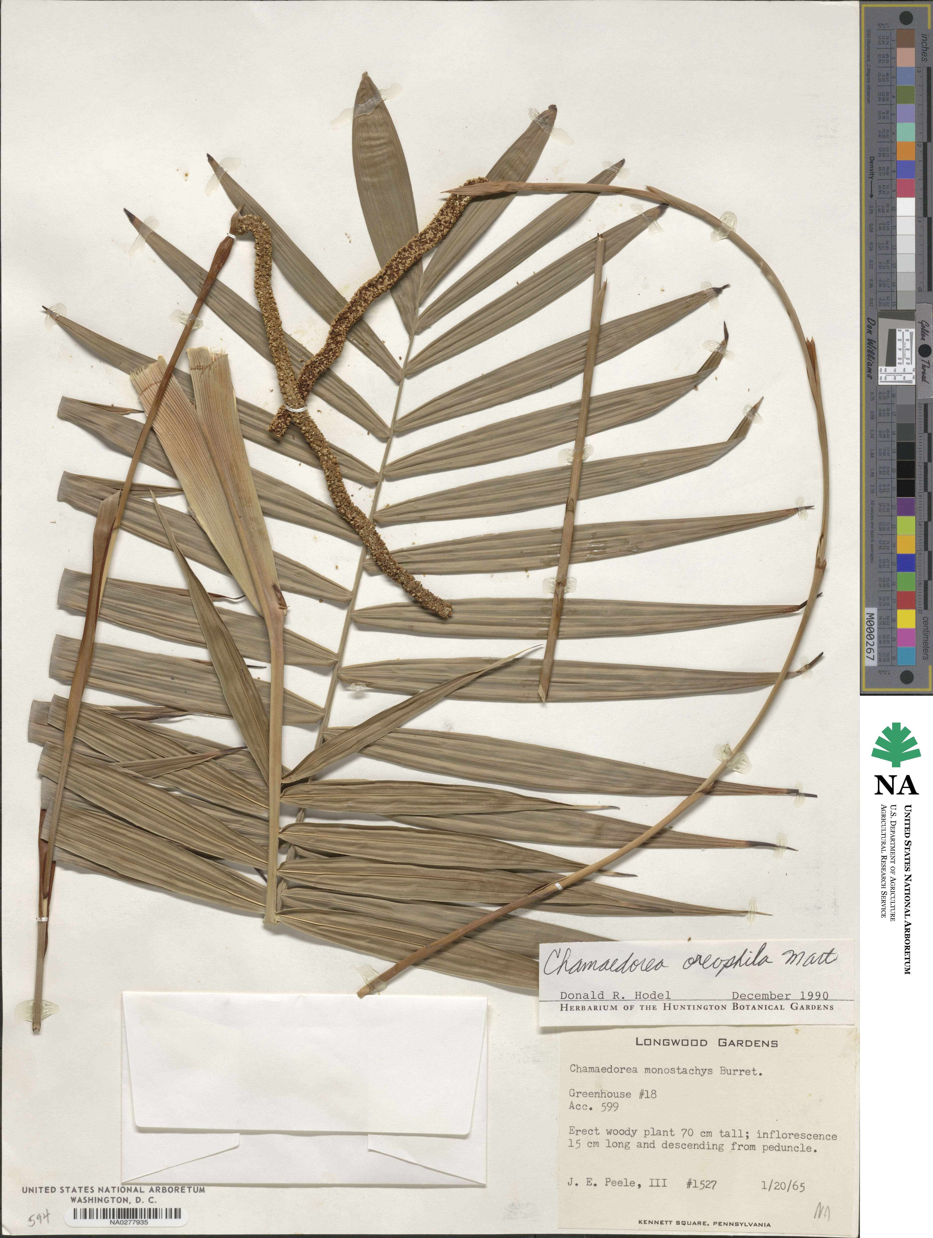 Chamaedorea oreophila image