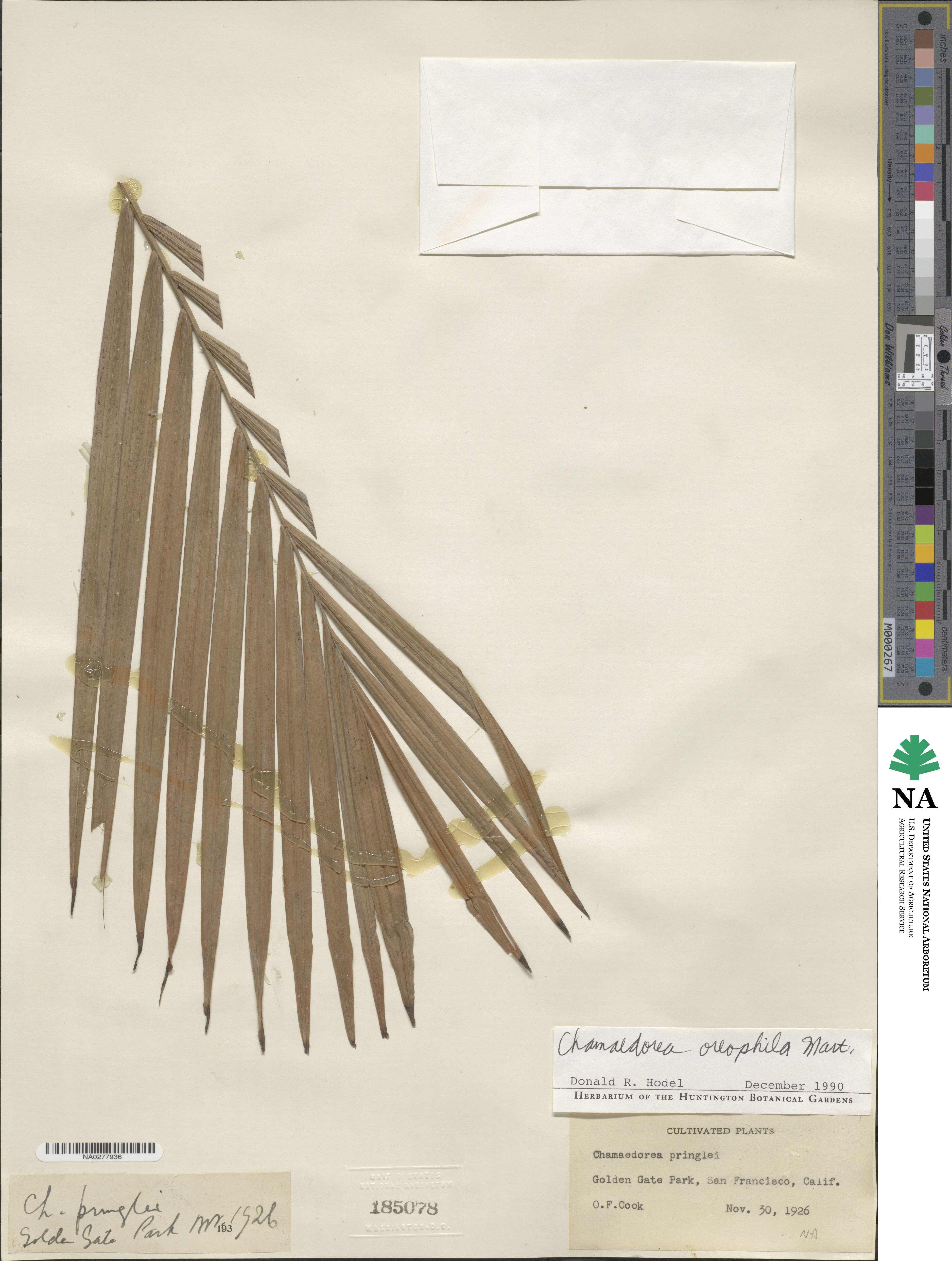 Chamaedorea oreophila image
