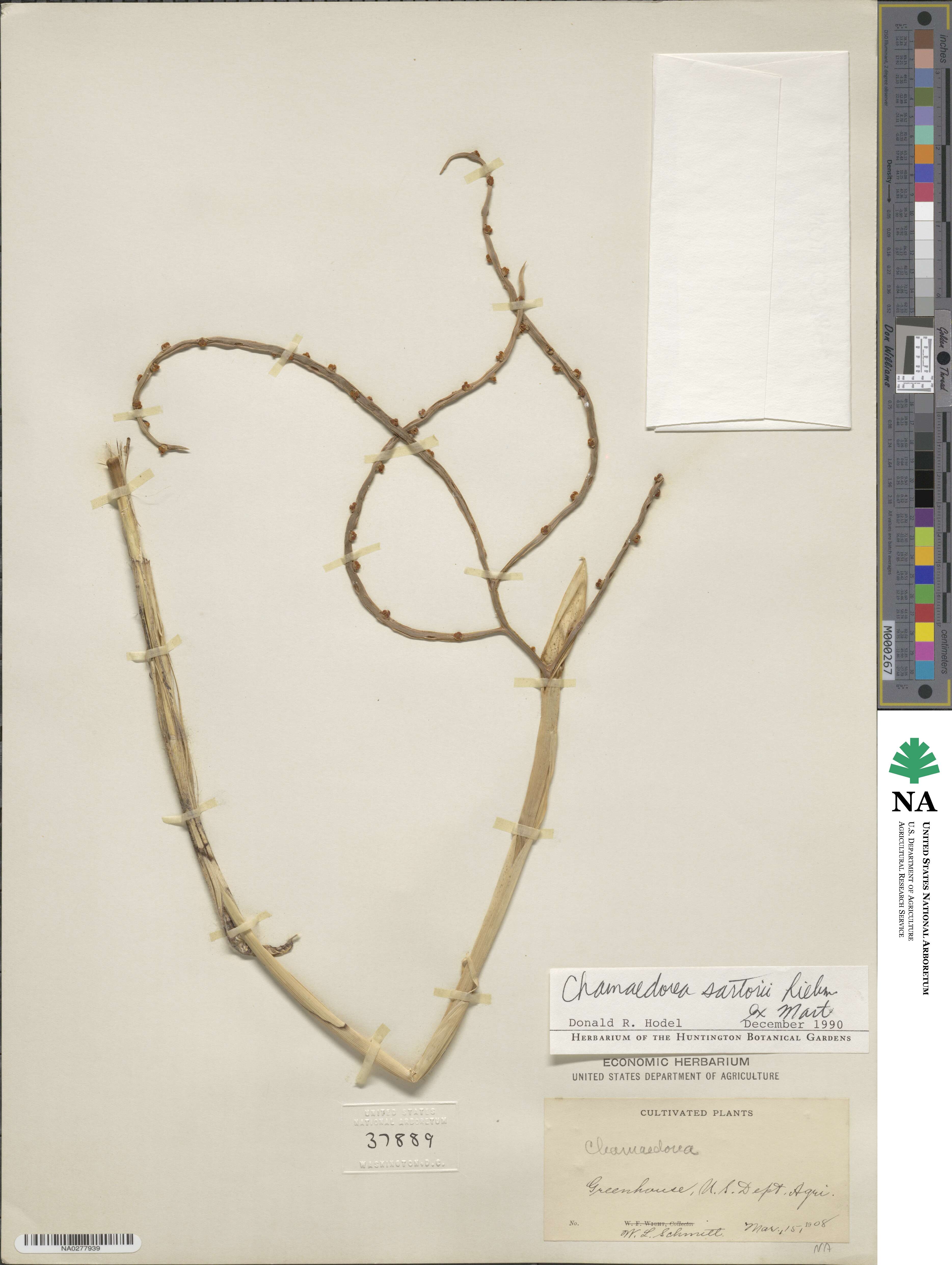 Chamaedorea image