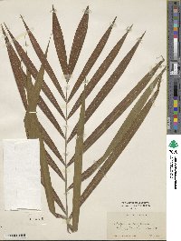 Dypsis madagascariensis image