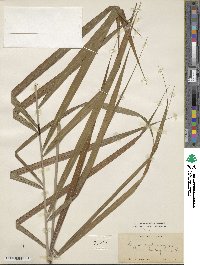 Dypsis madagascariensis image