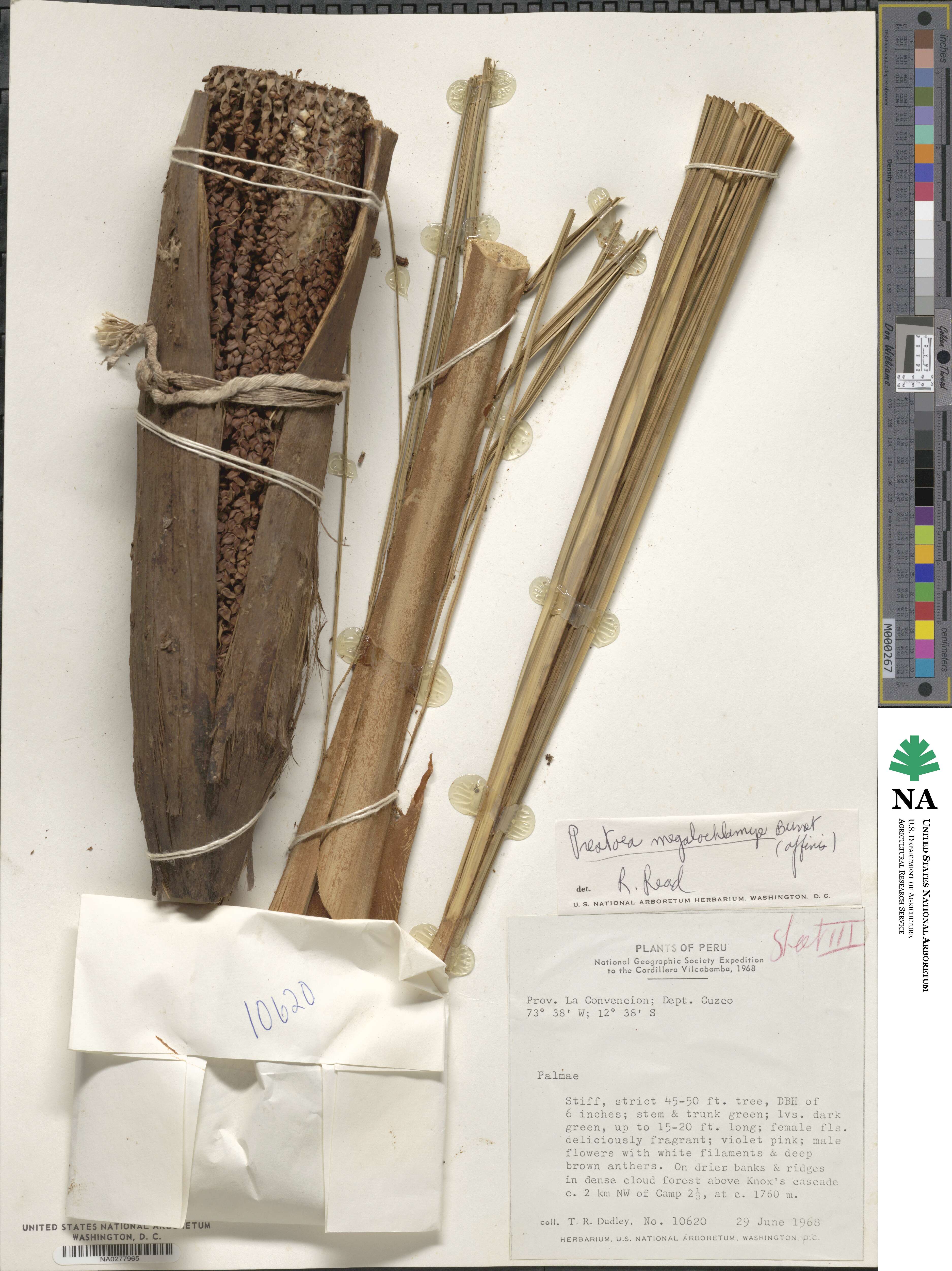 Prestoea acuminata var. acuminata image