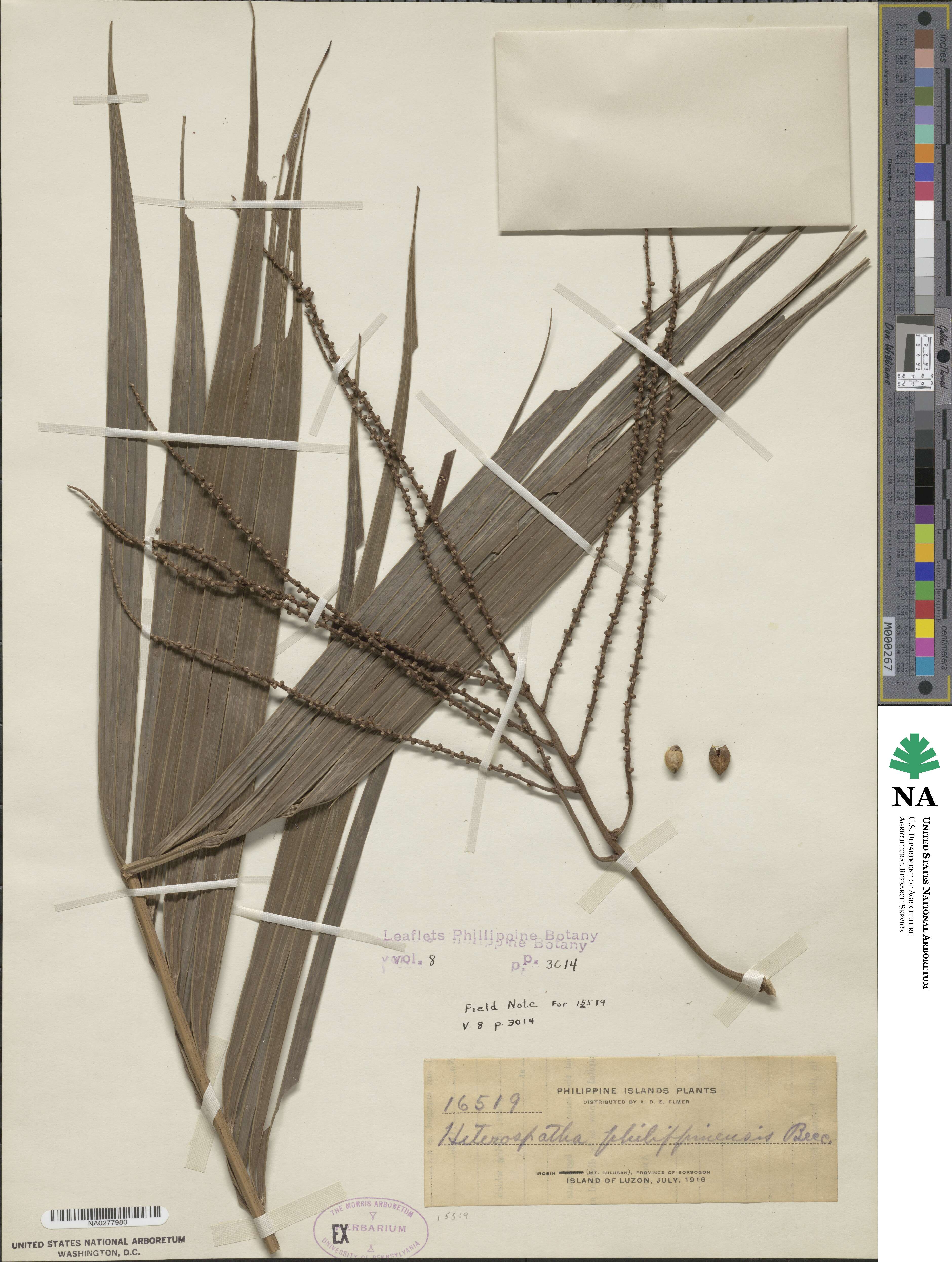 Heterospathe philippinensis image