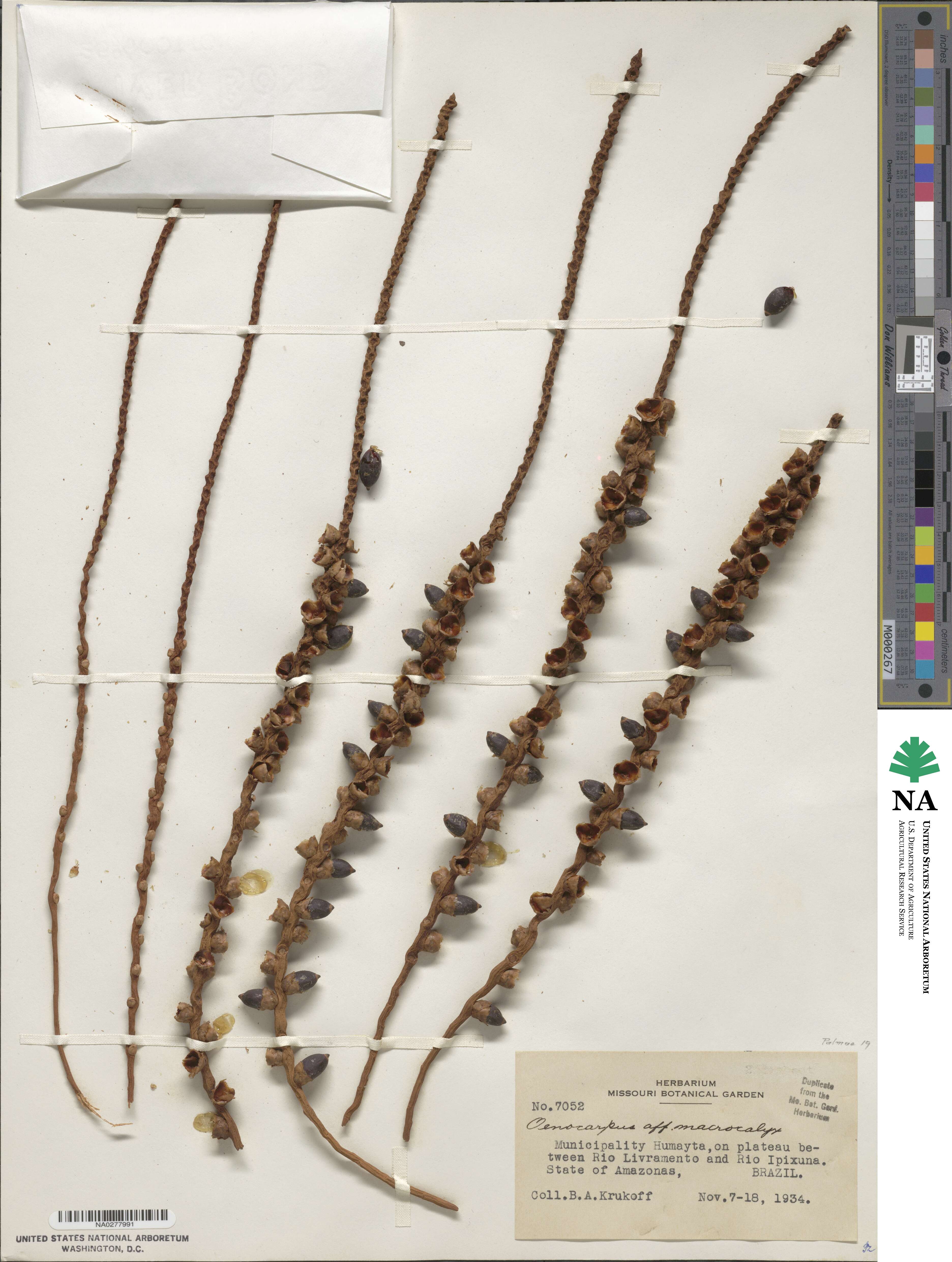 Oenocarpus mapora image