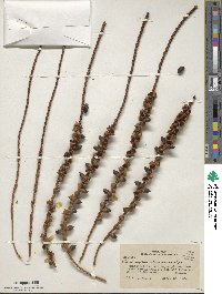 Image of Oenocarpus mapora