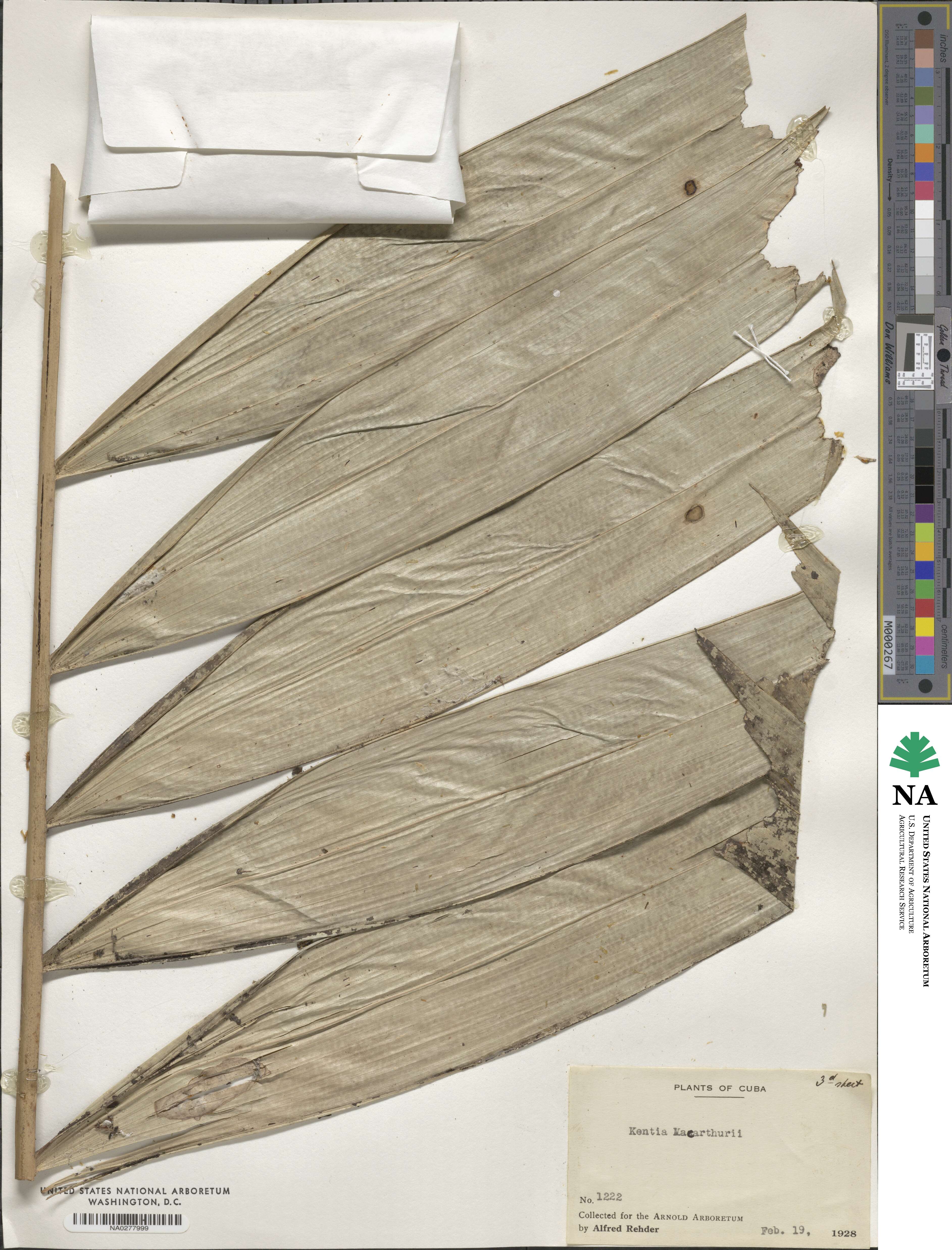 Ptychosperma macarthurii image