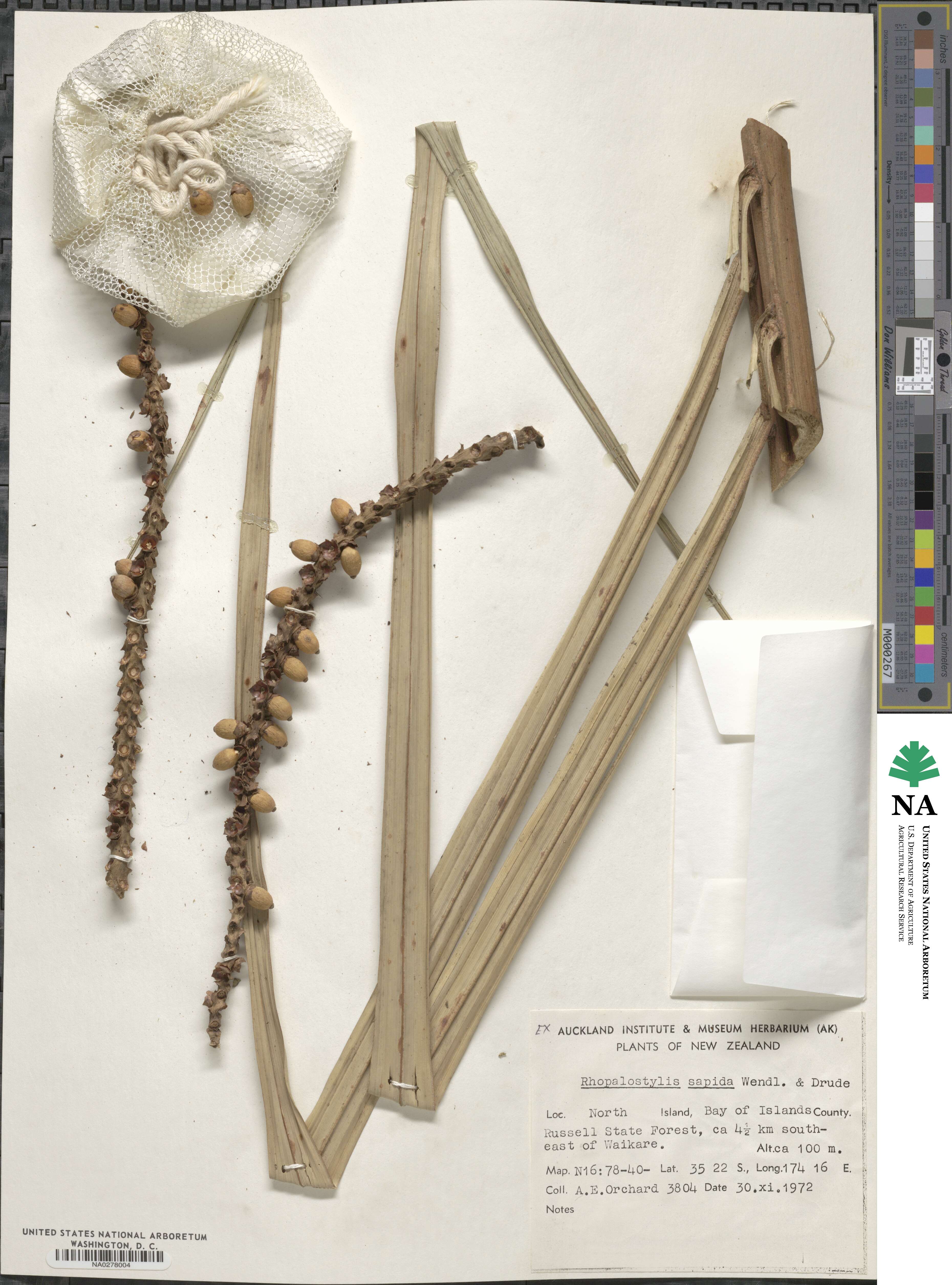Rhopalostylis image