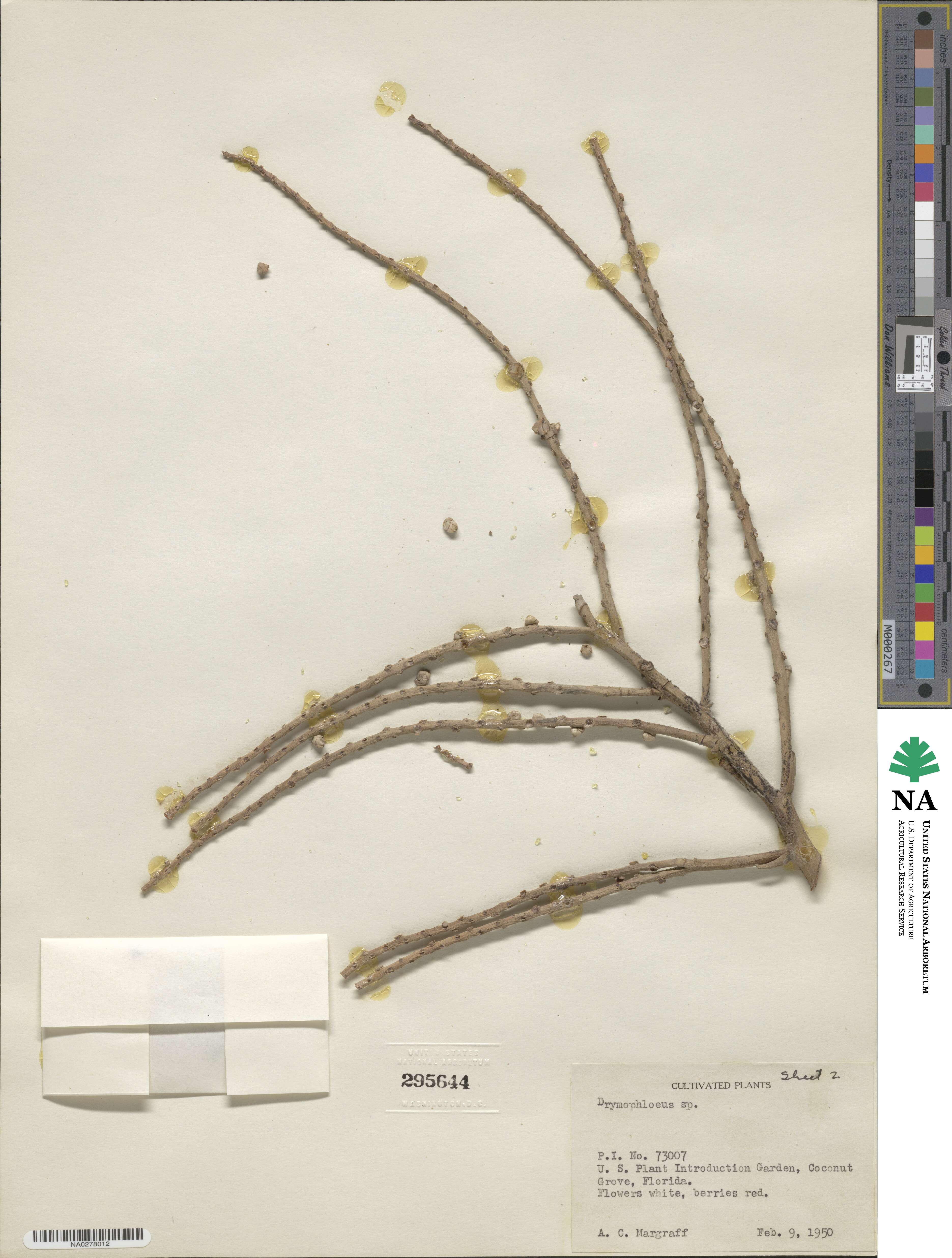 Drymophloeus image