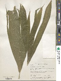 Ptychosperma elegans image