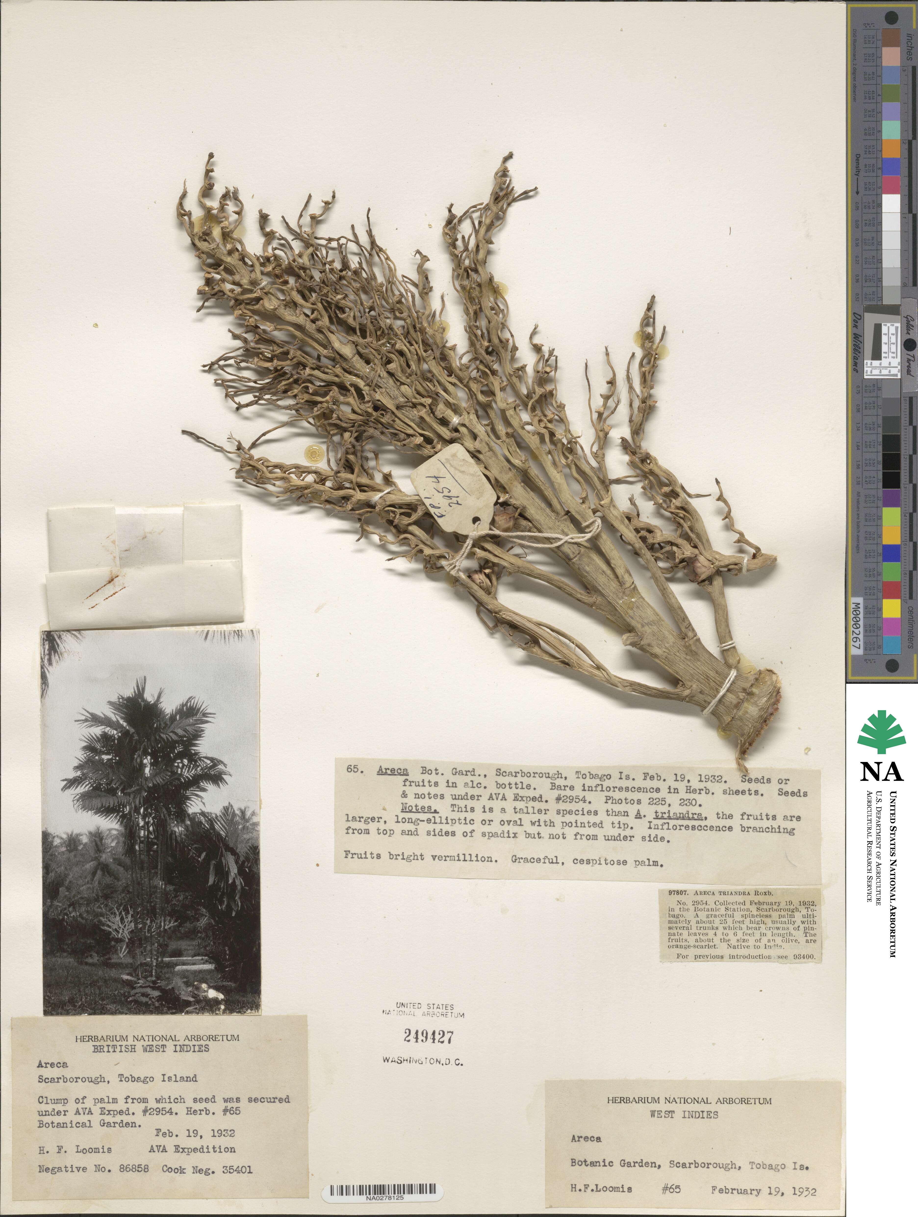 Areca triandra image