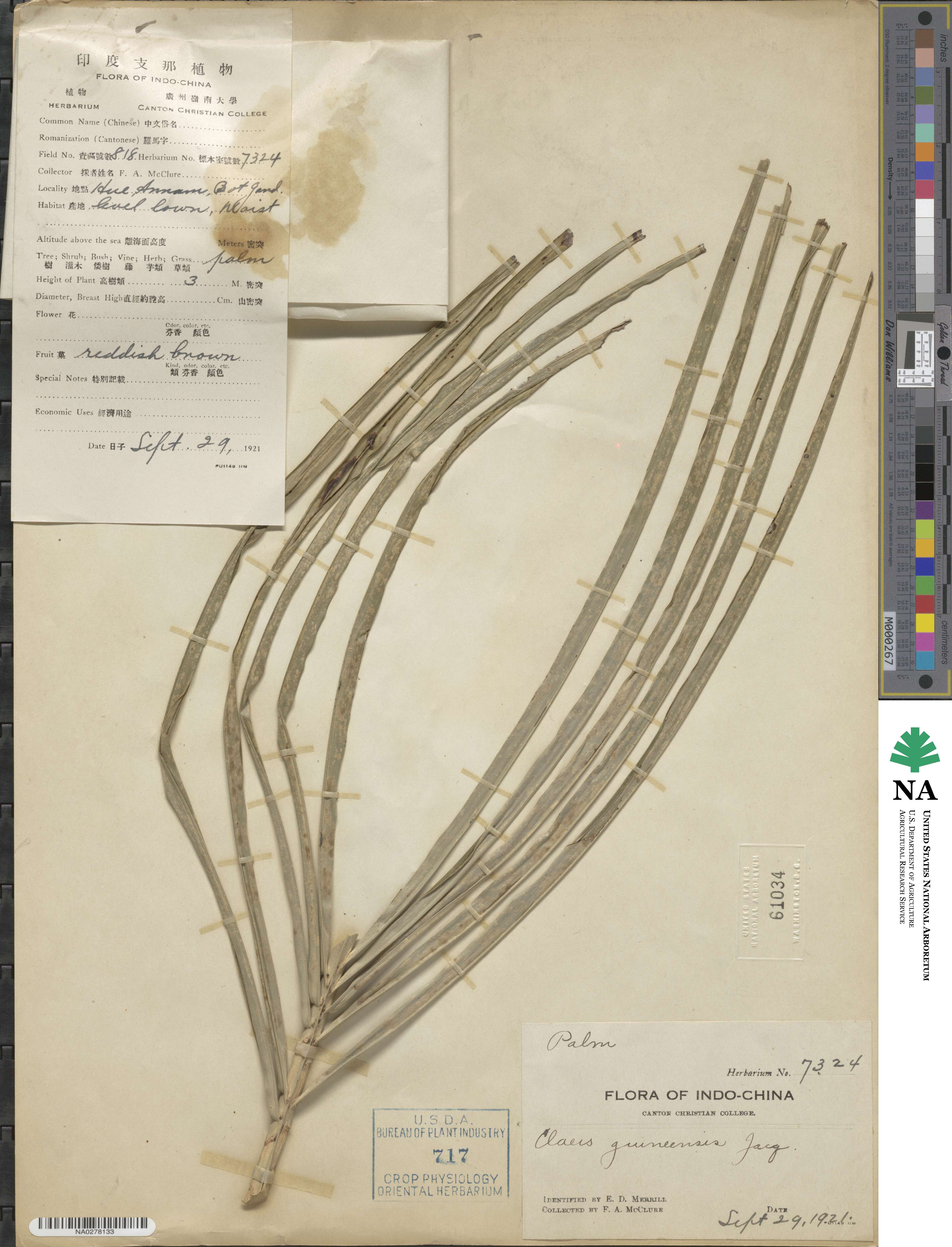 Elaeis guineensis image