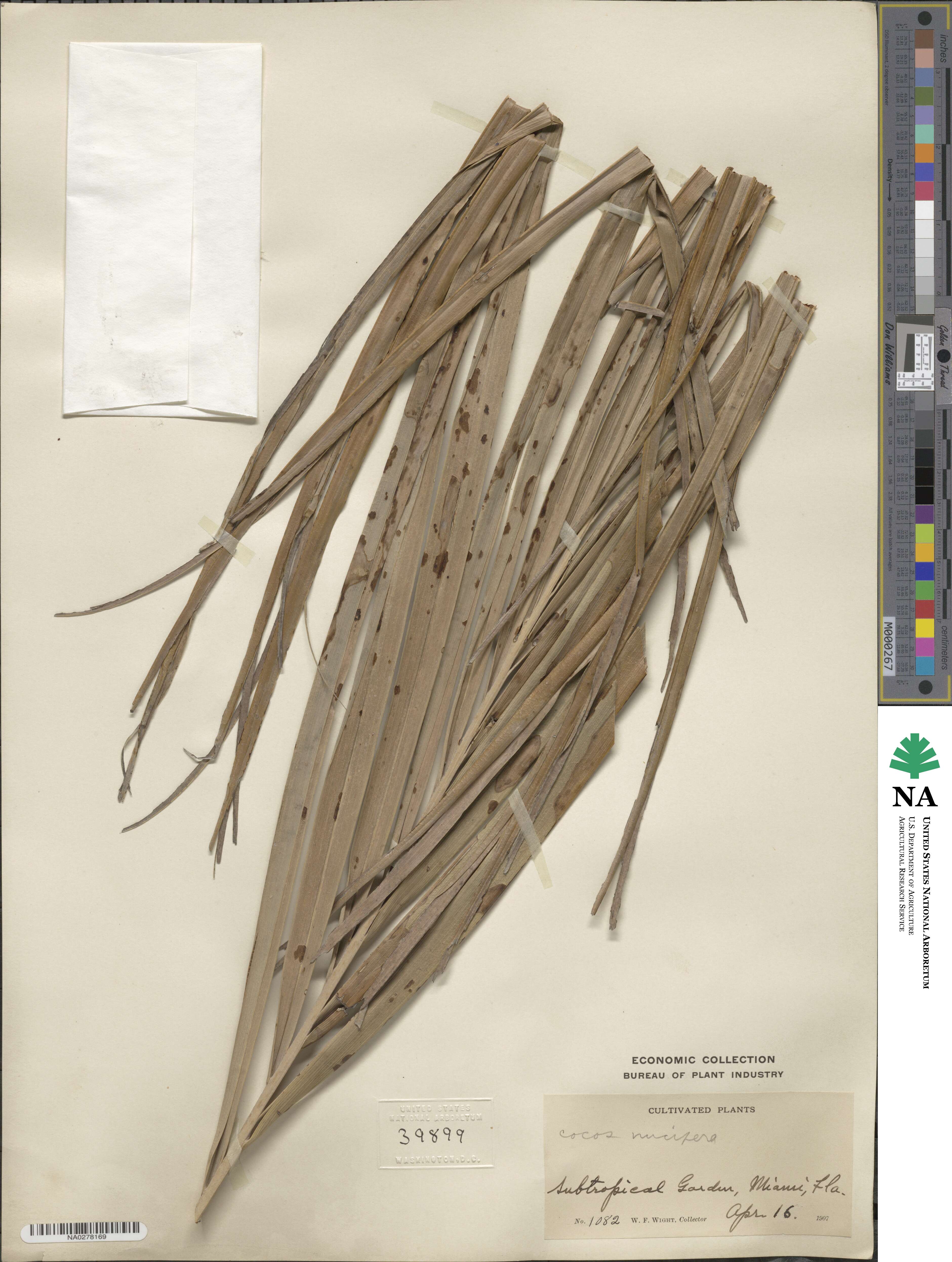 Cocos nucifera image