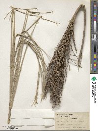 Image of Butia paraguayensis