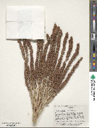 Butia capitata image