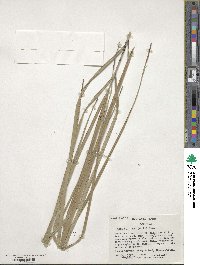 Butia capitata image