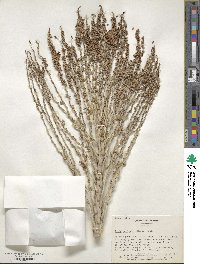 Butia capitata image