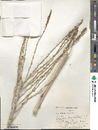 Butia capitata image