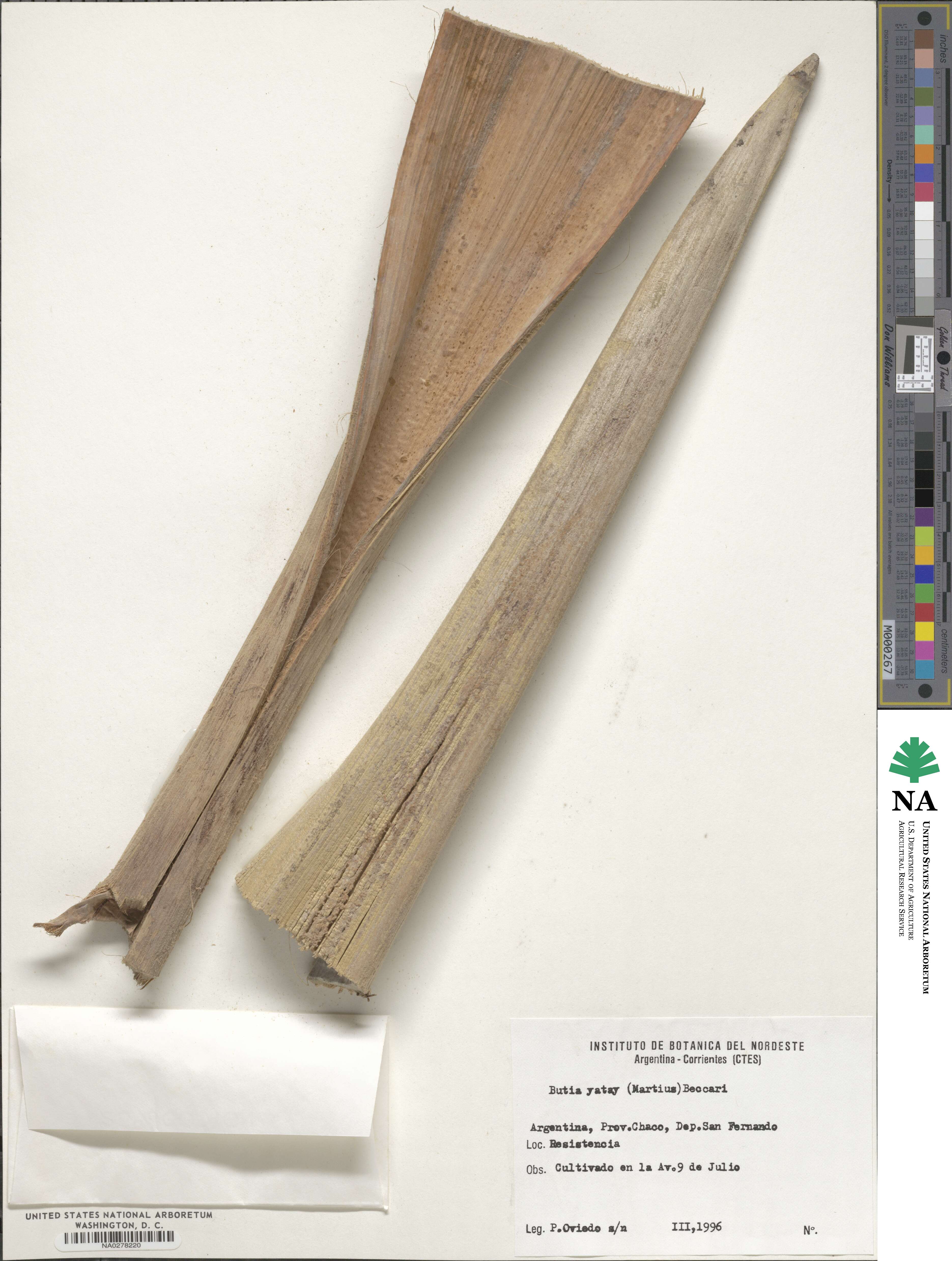 Butia image