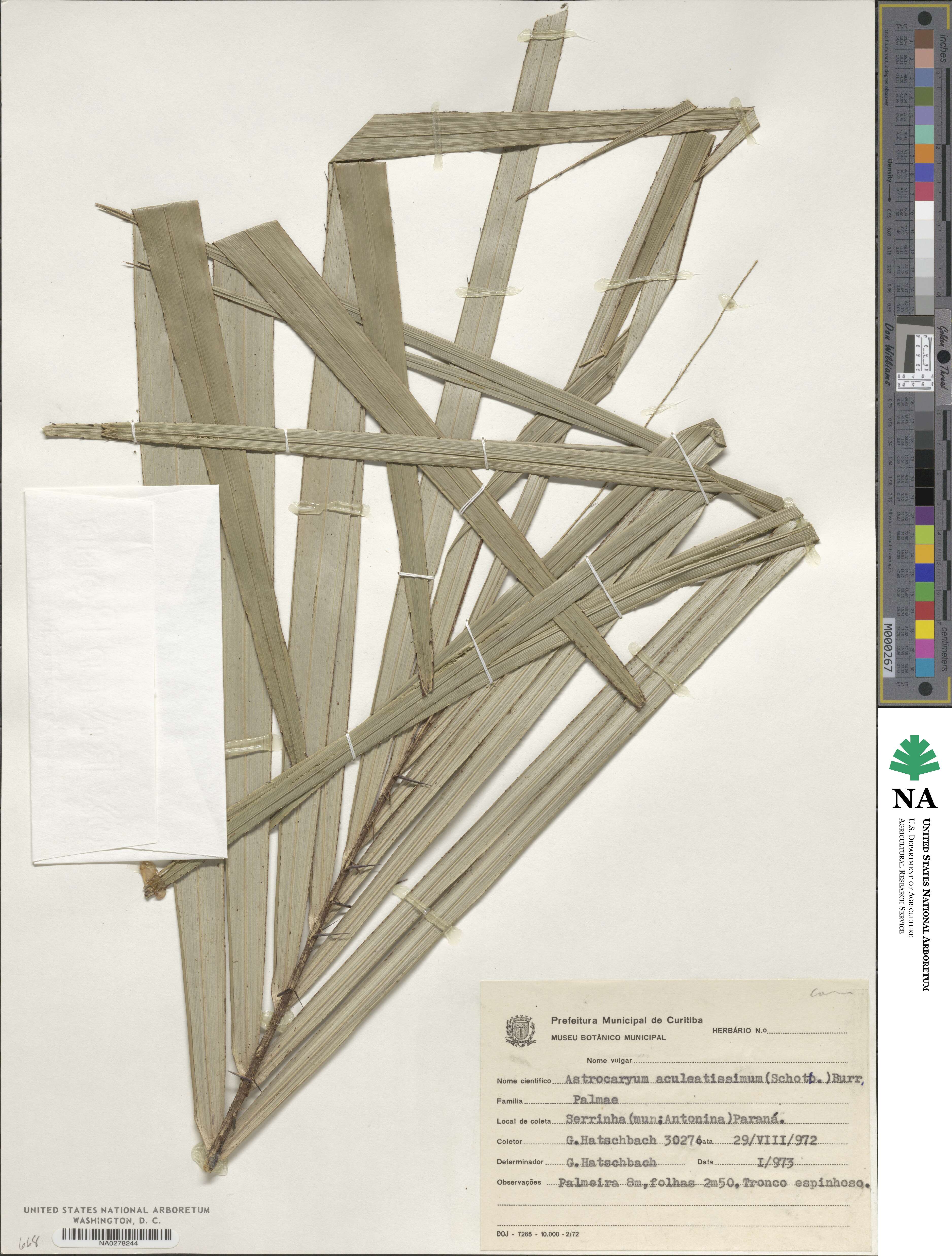 Astrocaryum aculeatissimum image