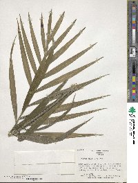 Chamaedorea elegans image