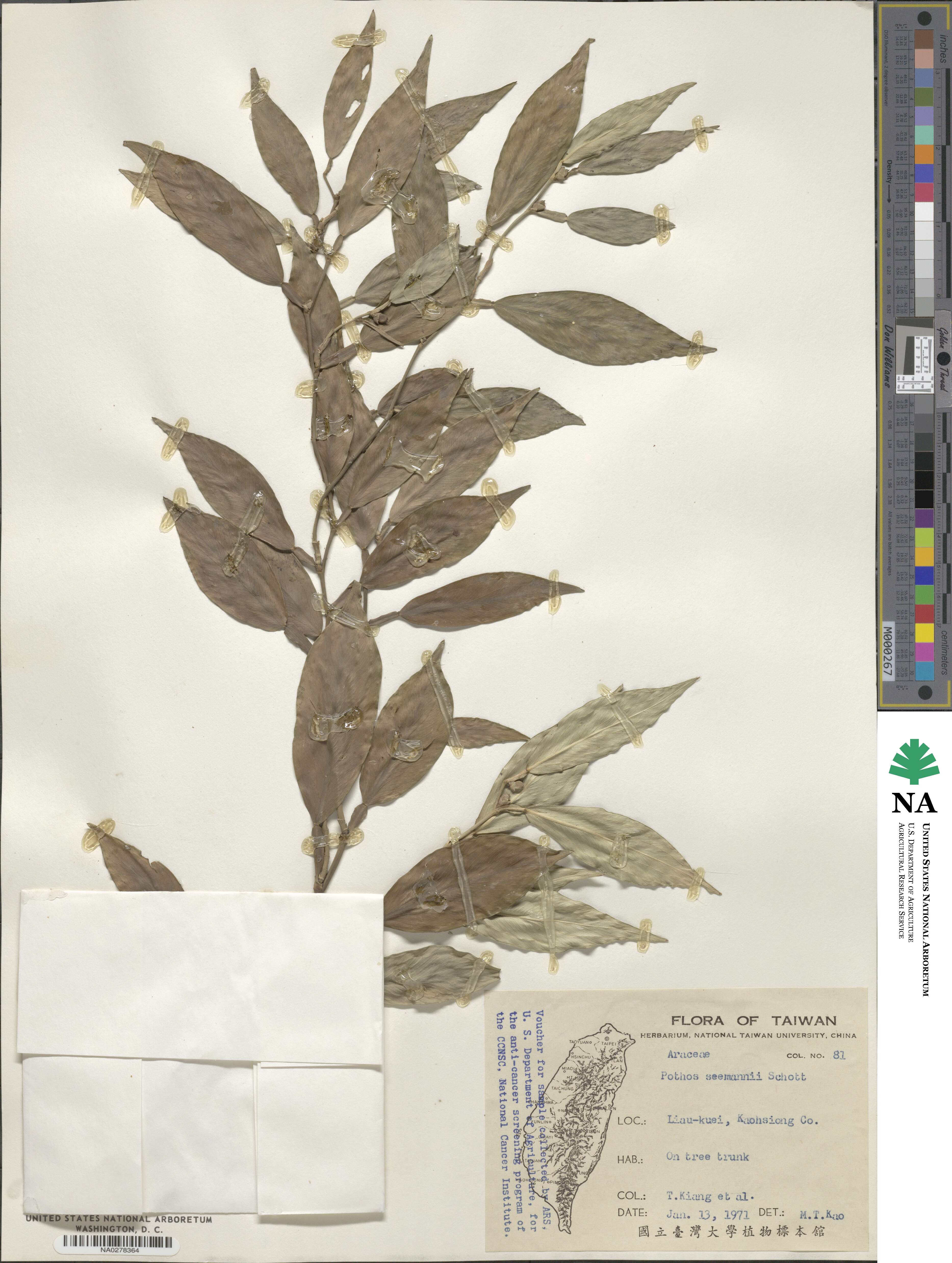 Pothos image