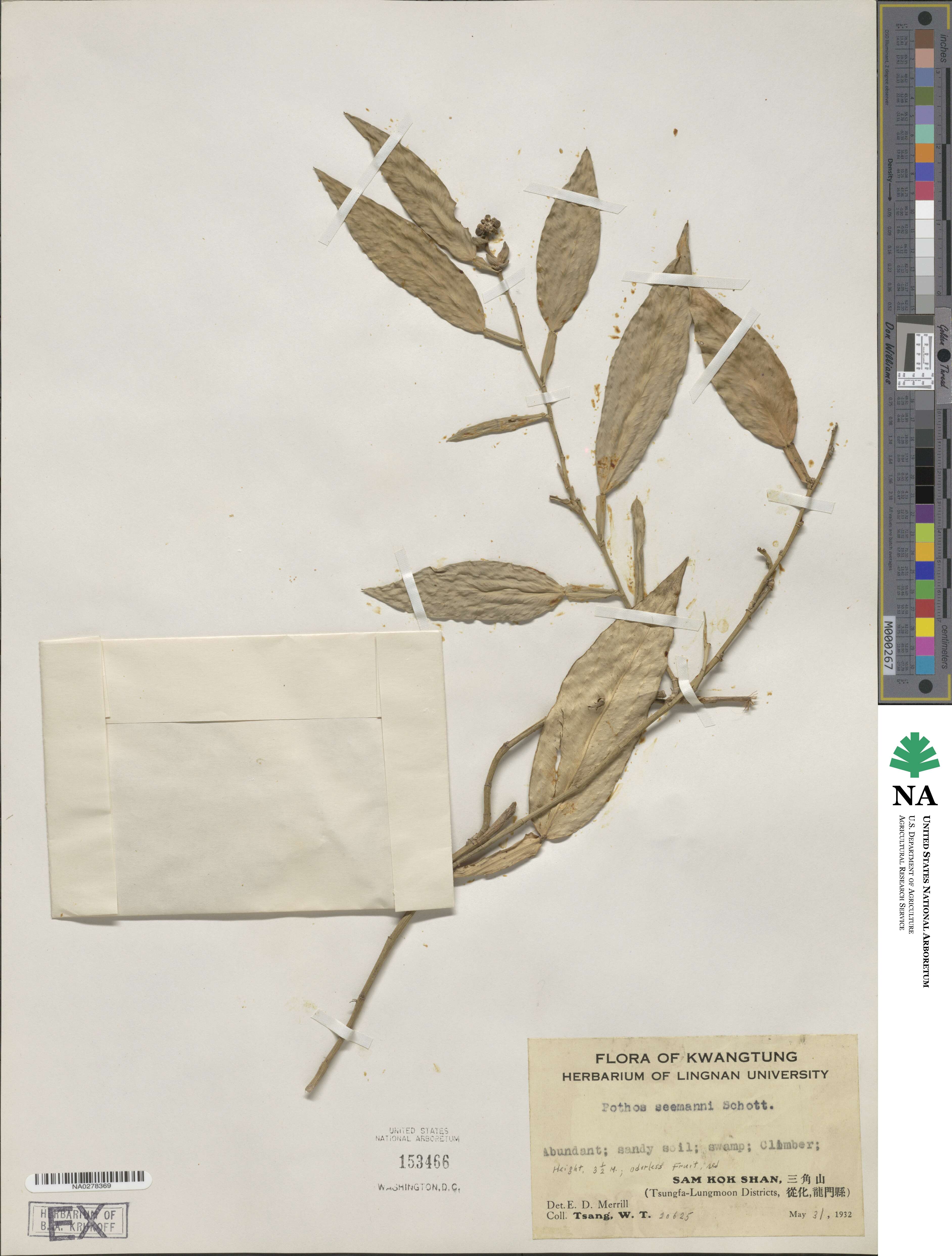 Pothos image