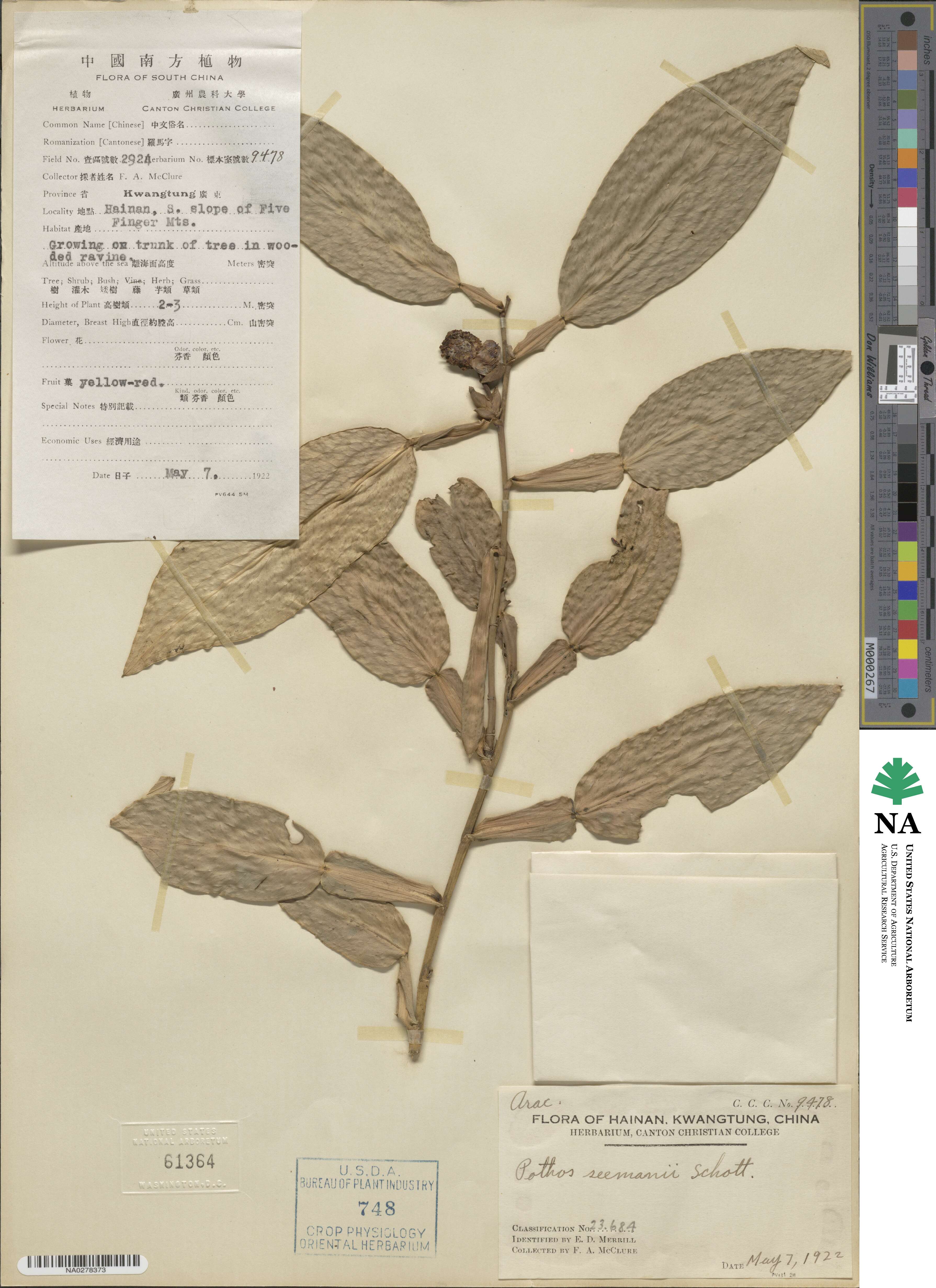 Pothos chinensis image