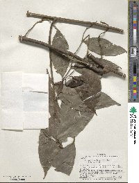 Image of Heteropsis oblongifolia