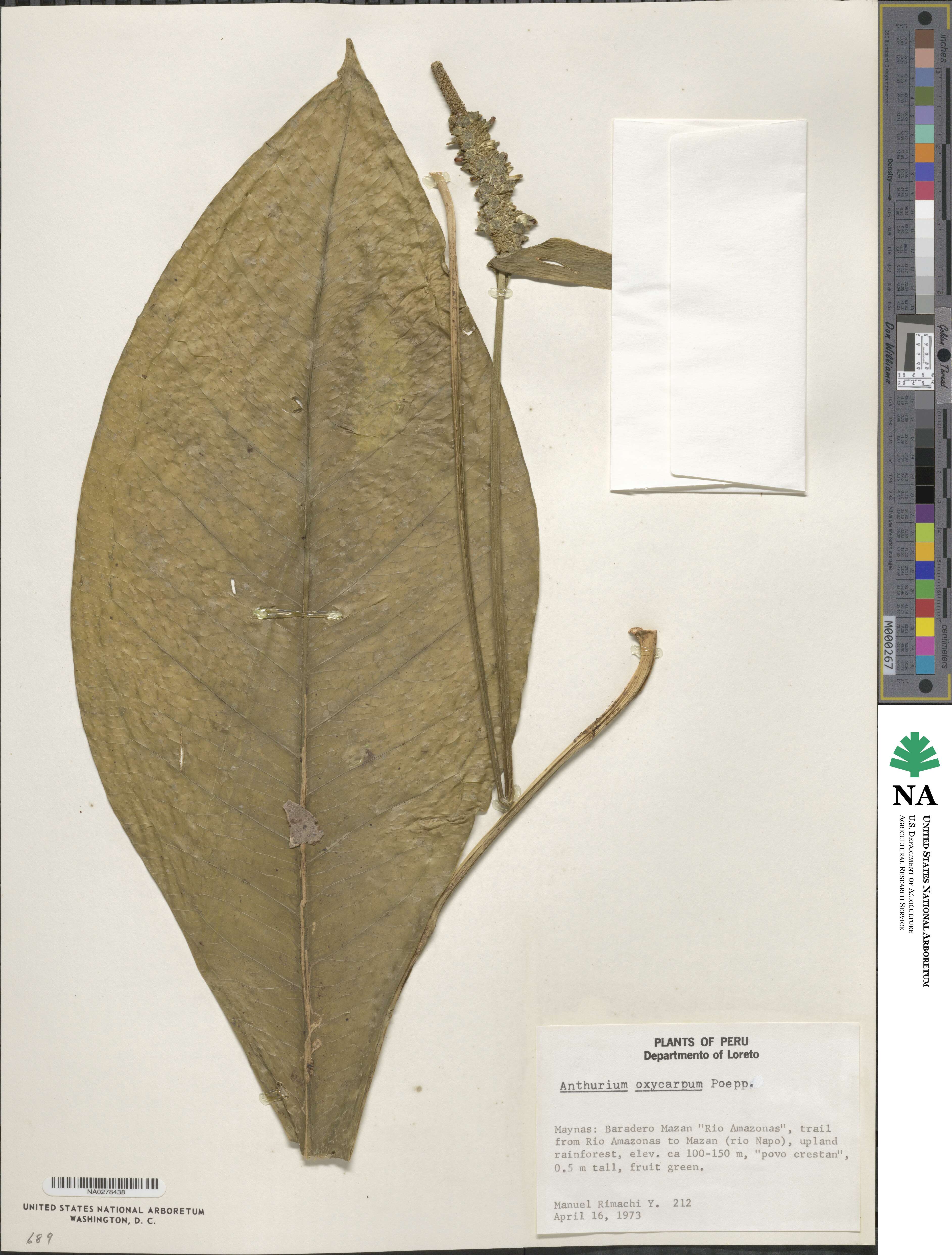 Anthurium oxycarpum image