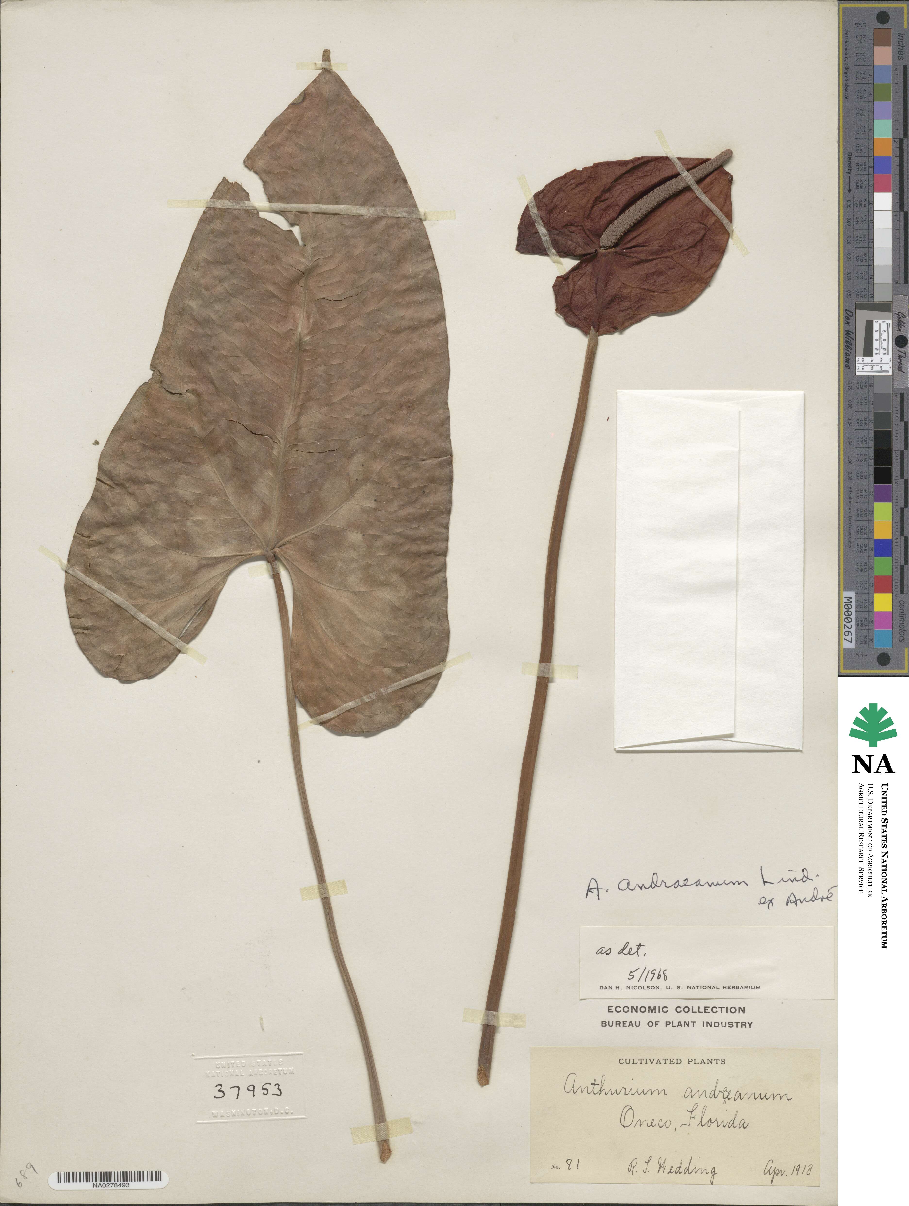 Anthurium andraeanum image