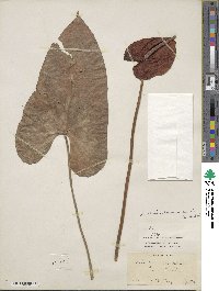 Anthurium andraeanum image