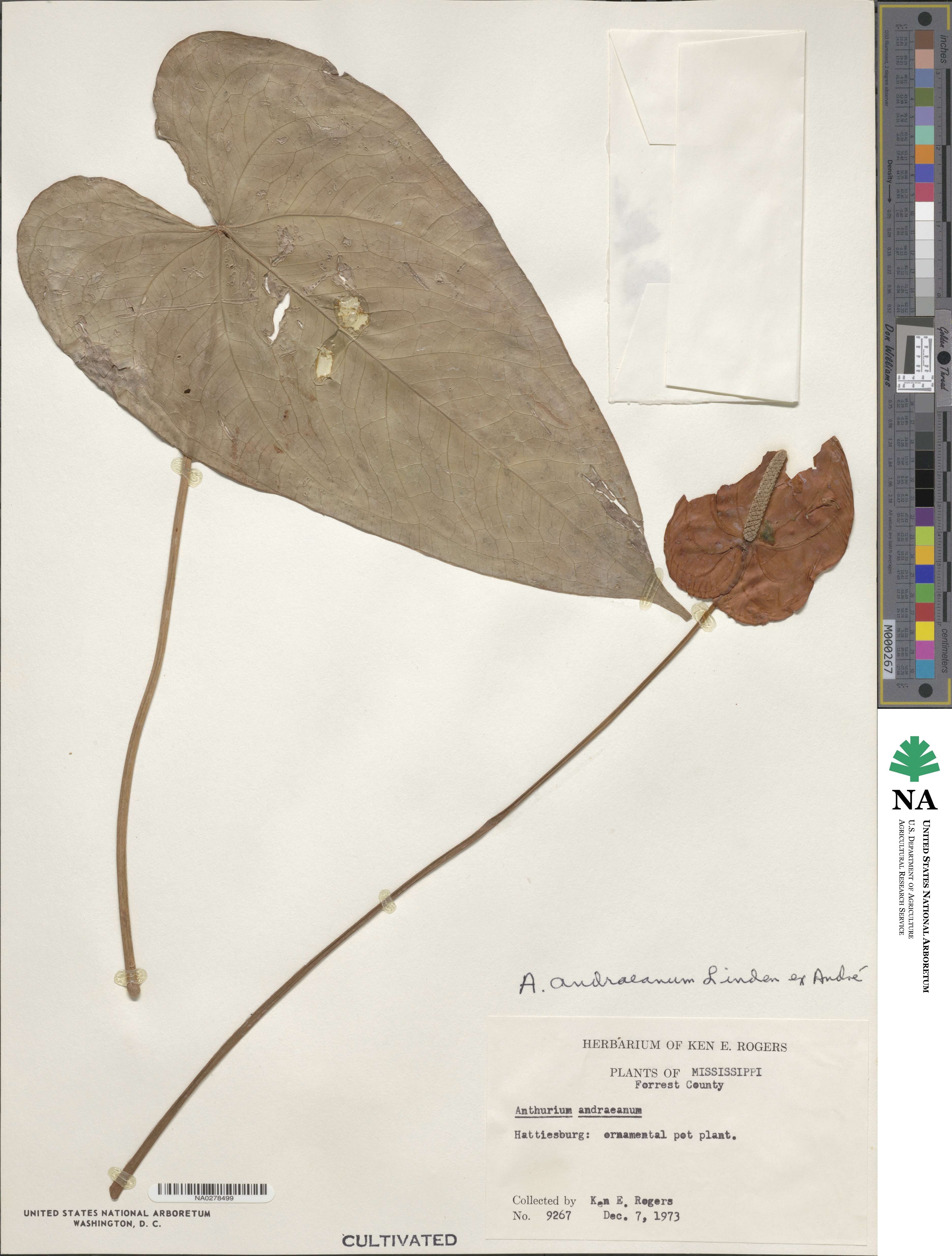 Anthurium andraeanum image