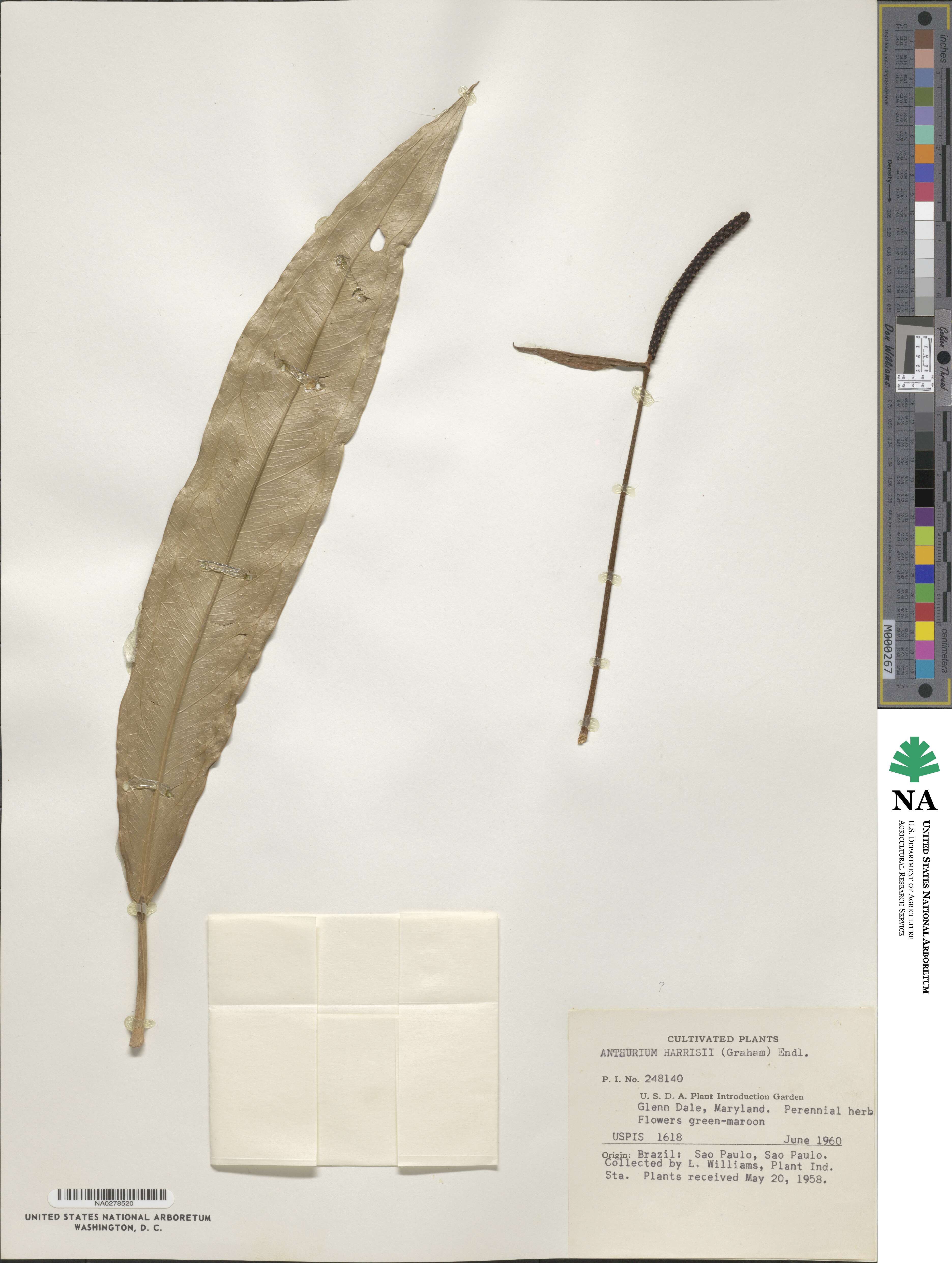 Anthurium harrisii image