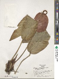 Anthurium scherzerianum image