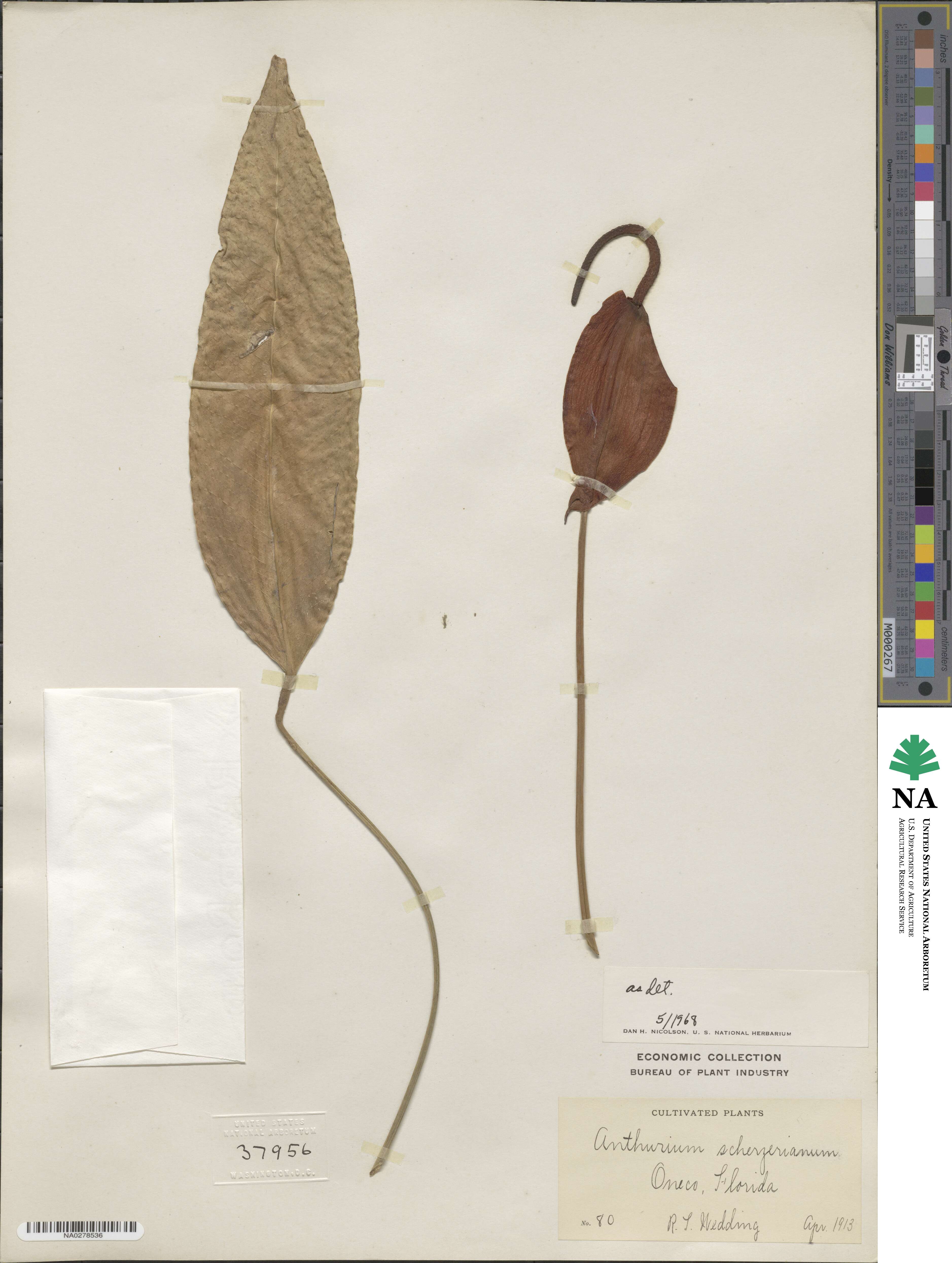 Anthurium scherzerianum image