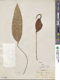 Anthurium scherzerianum image