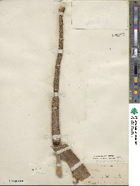 Anthurium schlechtendalii subsp. schlechtendalii image