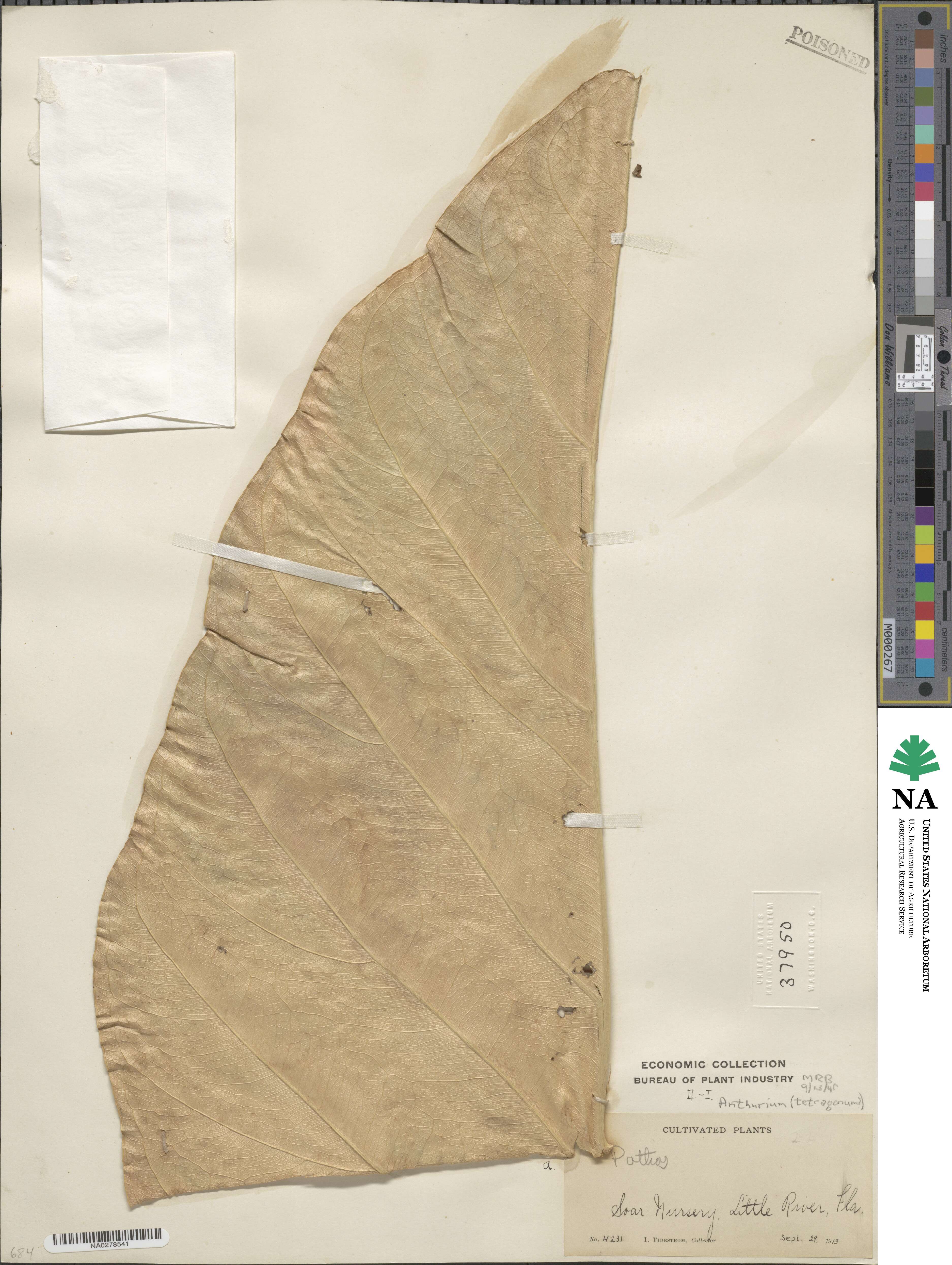 Anthurium schlechtendalii subsp. schlechtendalii image