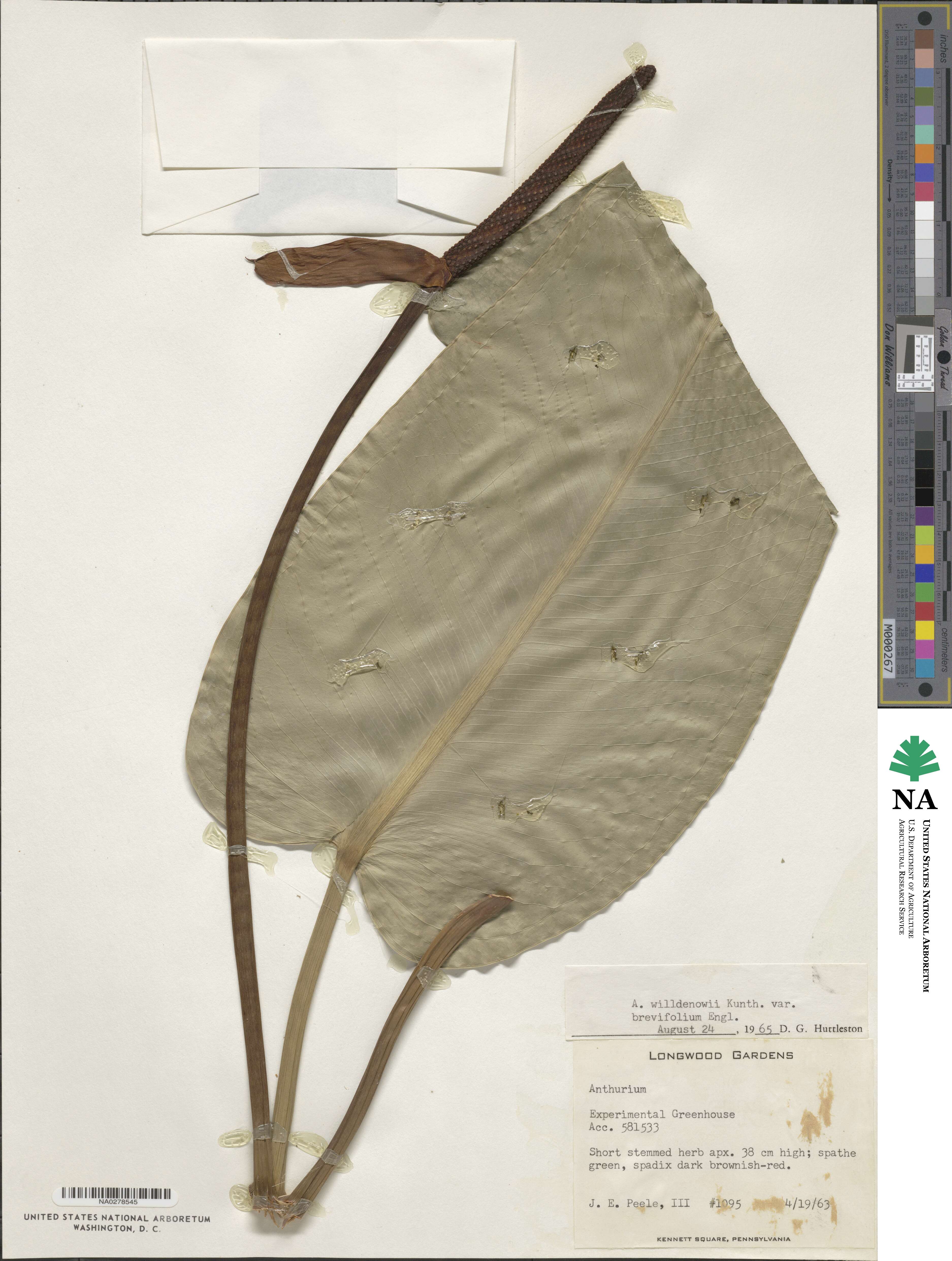 Anthurium willdenowii image