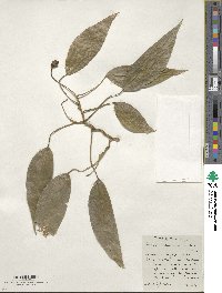 Image of Culcasia scandens