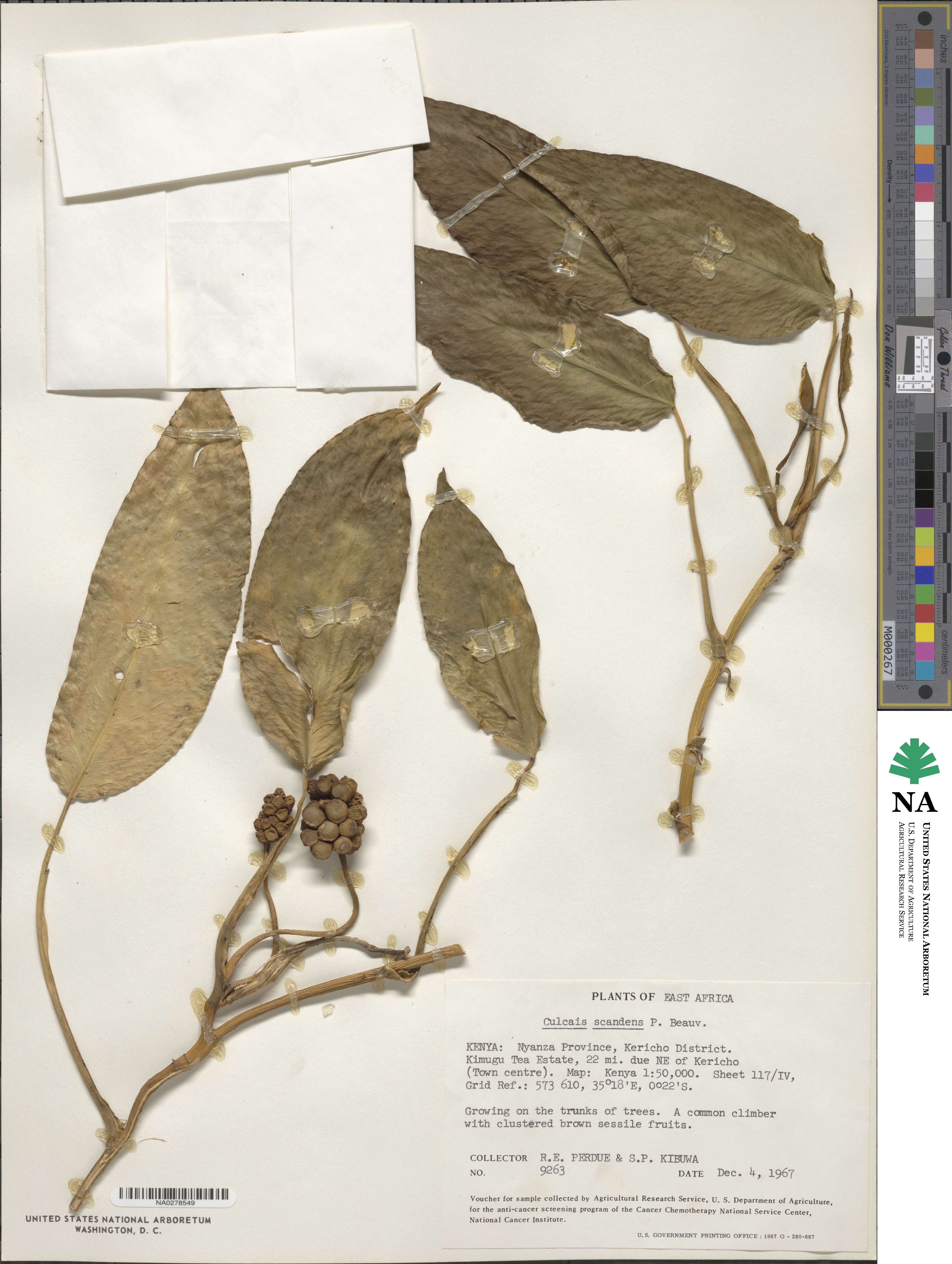 Culcasia scandens image