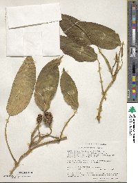 Culcasia scandens image