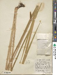 Acorus calamus var. americanus image